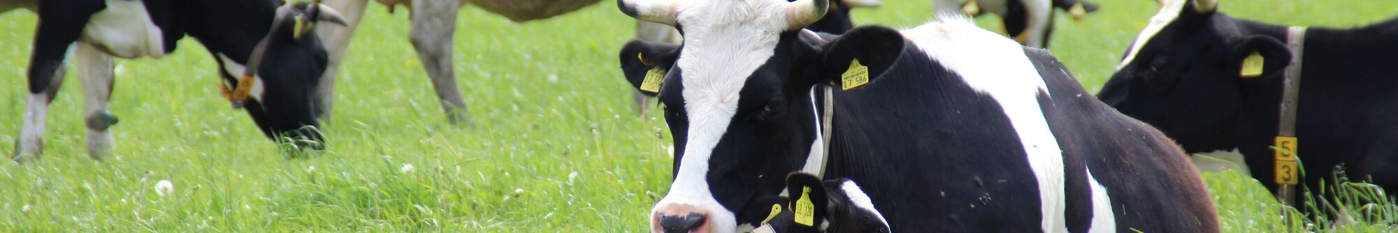 Rinder auf einer Weide