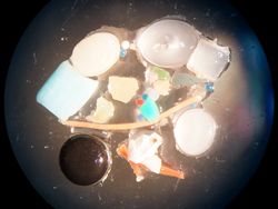Microplastic in the environment – Analyses of the Weser catchment