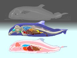 MARMAD - Entwicklung eines Modells zur Ermittlung der Strahlendosis in marinen Säugetieren