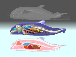 MARMAD - Development of a model to determine the dose of radiation received by marine mammals