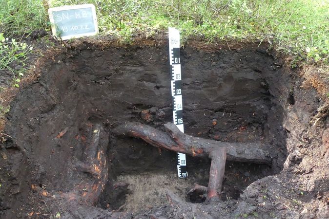 [Translate to English:] Peat soil profile of a drained peatland which originally was forested (wood and entire trees form part of the peat). Milchbachmoor in the Ore Mountains in Saxony. 