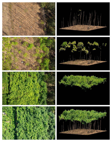 Drohnenaufnahmen der Rotbuche auf der intensiven Monitoringfläche Britz in Brandenburg. Sichtbar werden deutliche Unterschiede zwischen den Einzelbäumen in der ersten Phase des Blattaustriebs.