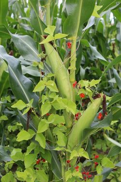 Maize and beans in mixed cropping