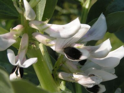 Die Blüte von Ackerbohnen