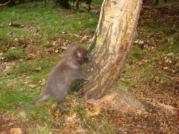 Marderhundwelpen sind schwer von  Rotfuchswelpen zu unterscheiden