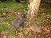 Marderhundwelpen sind schwer von  Rotfuchswelpen zu unterscheiden