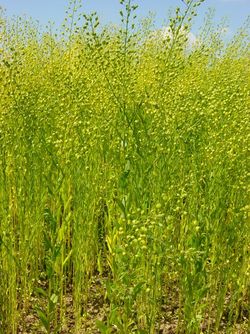Use of false flax oil (Camelina sativa (L.) Crantz) in mixture with other vegetable oils as fuel for adapted diesel engines