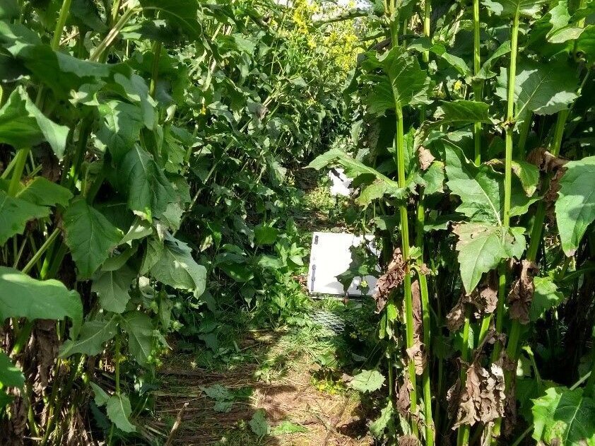 Measuring greenhouse gas fluxes in cup plant stand