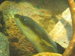 The European eel – mysterious and threatened
