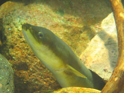 Der Europäische Aal – rätselhaft und bedroht