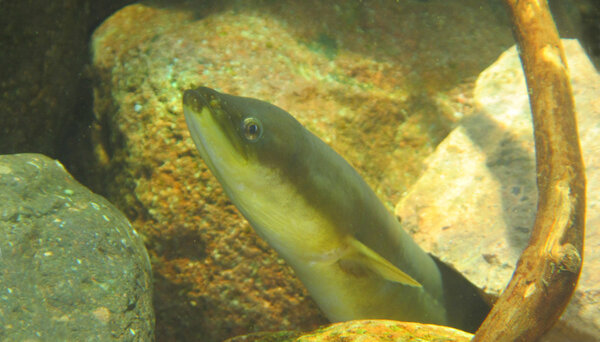 Ein Aal zwischen Steinen in einem Gewässer