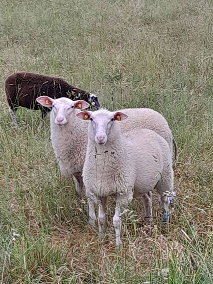 Drei Schafe auf einer Weide