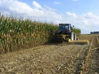 Mulching on maize stubble directly behind the maize harvester