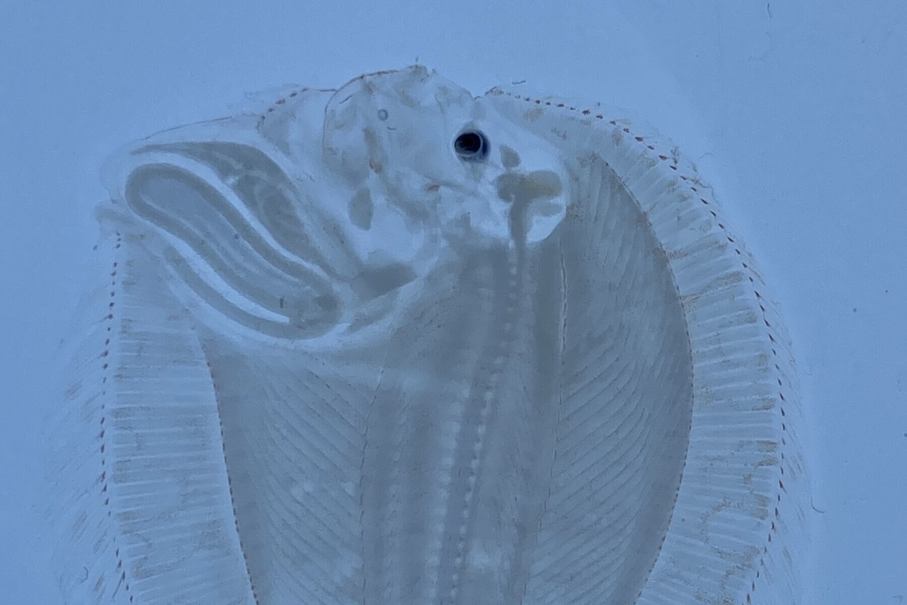 Eine pelagische Plattfischlarve