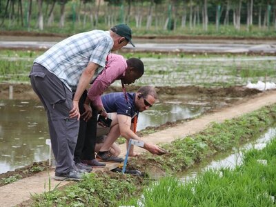 Drei Personen begutachten eine Reisanbaufläche