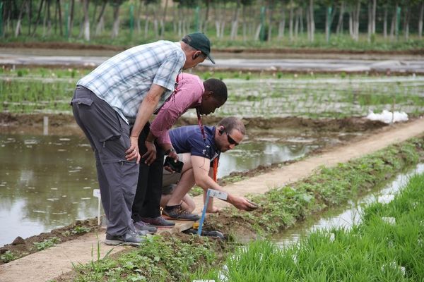 Drei Personen begutachten eine Reisanbaufläche