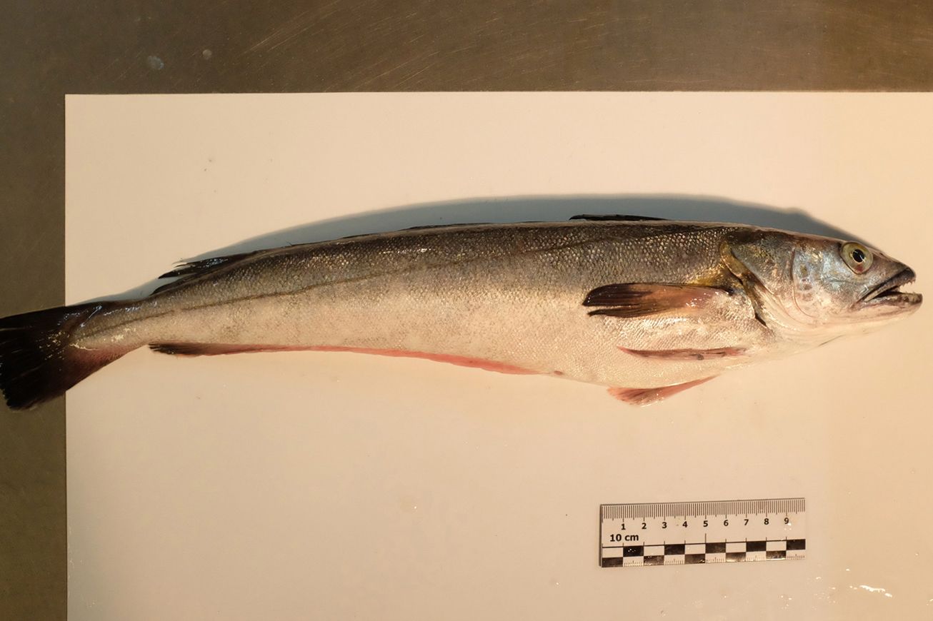 A hake on a white sheet of paper