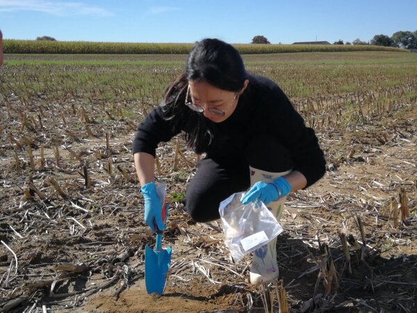 Soil sampling in a maize field