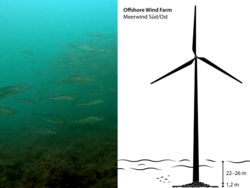 Offshore wind farm as a cod refuge