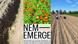 Nememerge