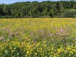 Effects of the Common Agricultural Policy of the EU on the conversion of biodiversity of grassland