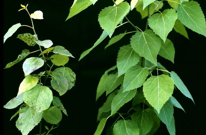 Foto von zwei Pappelpflanzen verschiedener Größe. Die Unterschiede wurden durch gentechnische Transformation der Pappeln gezielt hervorgerufen