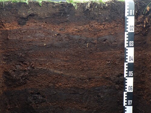 Bodenprofil Moorboden