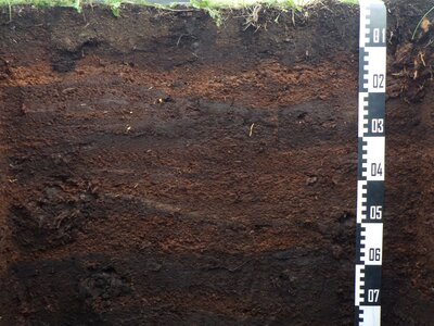 Bodenprofil Moorboden