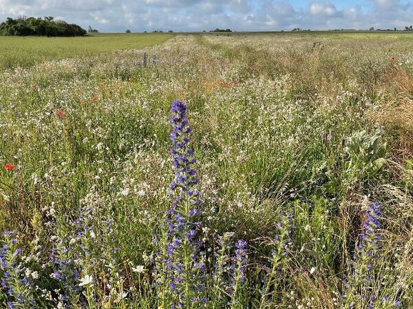 Wildpflanzen in der Agrarlandschaft