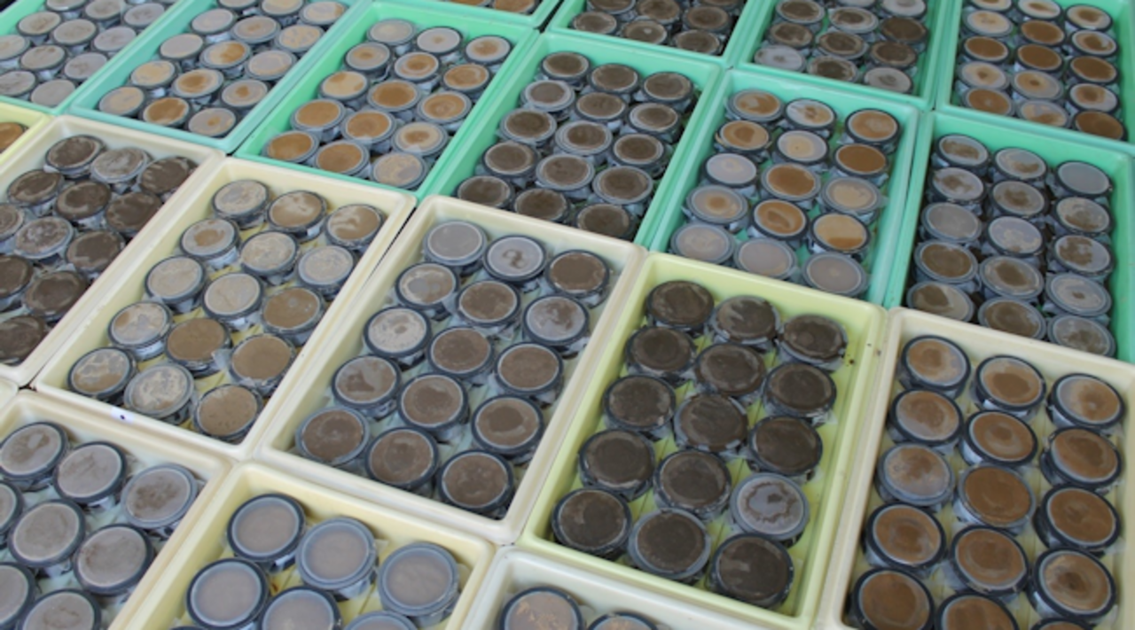 900 Mesokosmen gefüllt mit Bodenmaterial und isotopisch markierter organischer Substanz