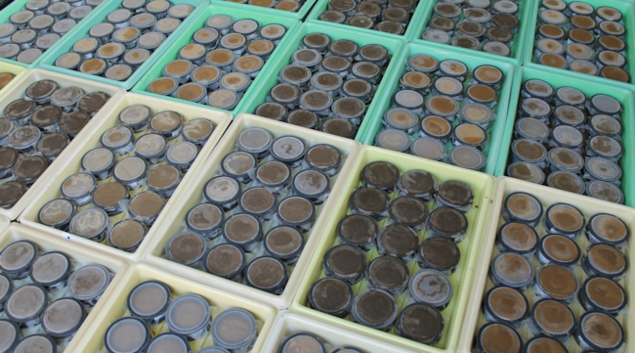 900 mesocosms filled with soil and isotopic labeled organic matter