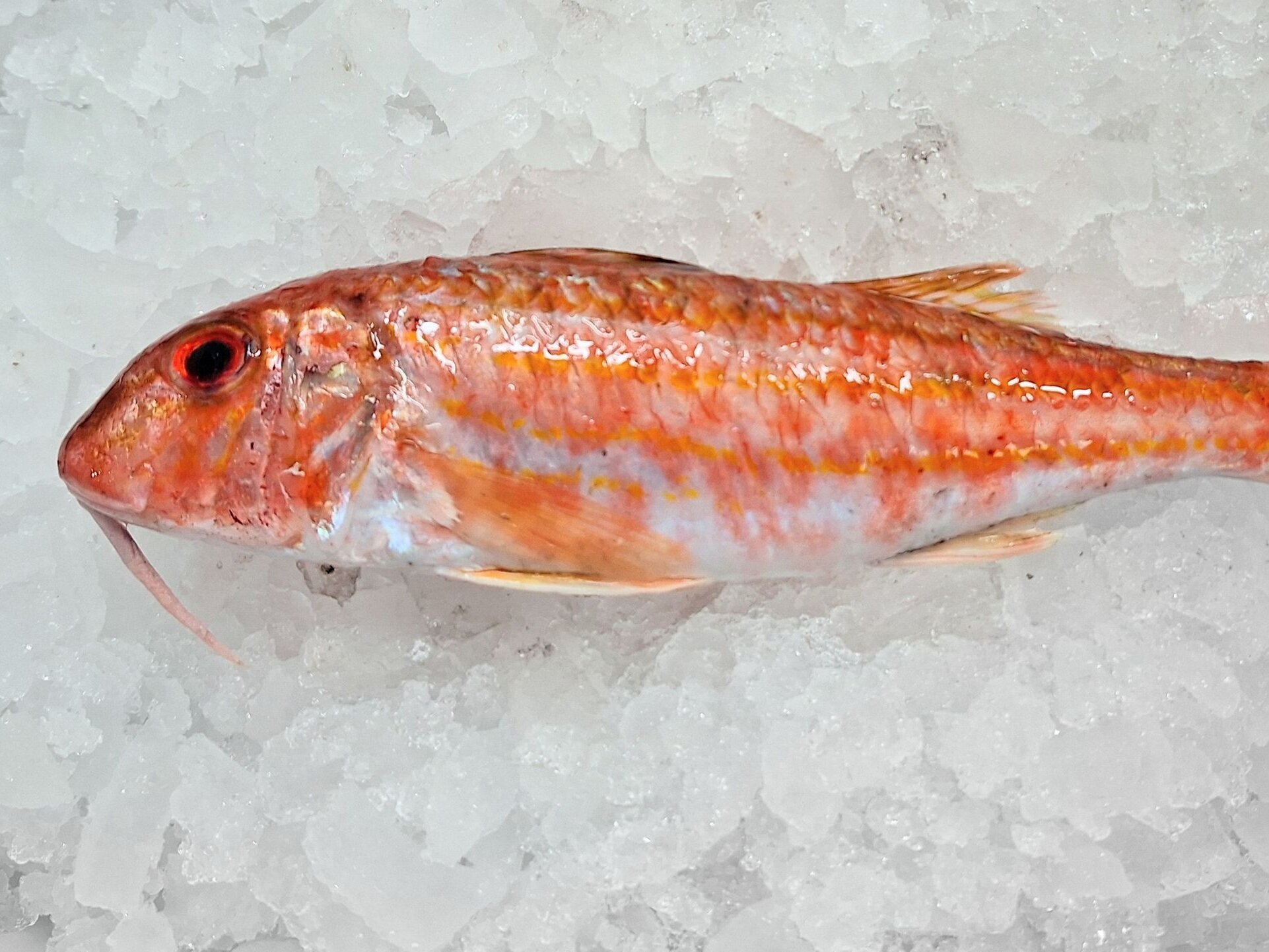 Eine gefangene Meerbarbe.