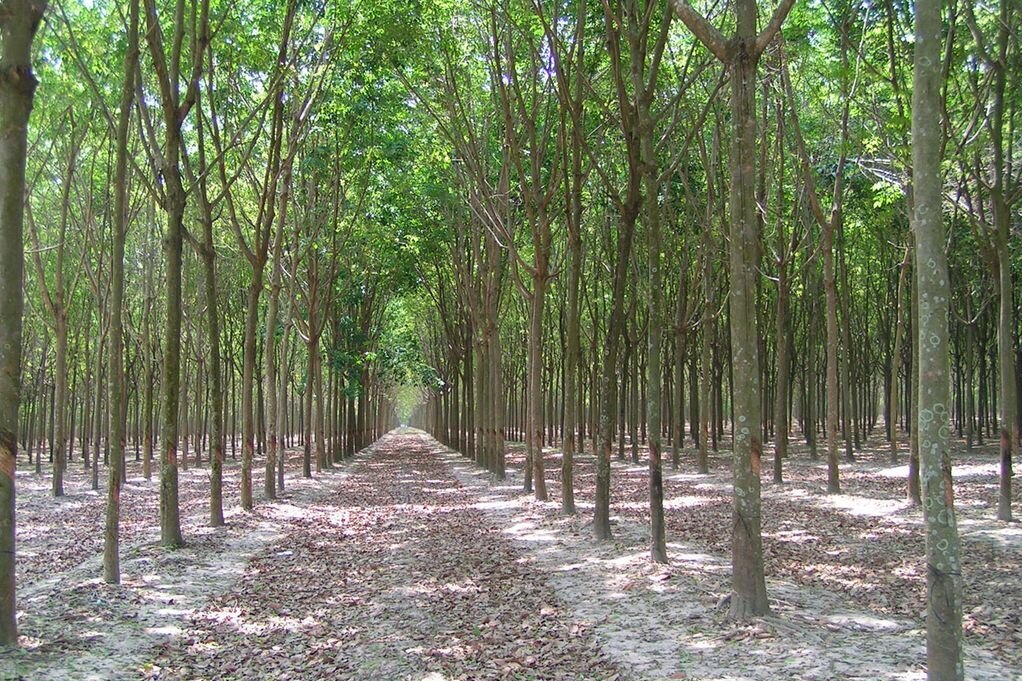 Blick in eine Plantage