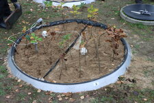 Freshly planted seedlings in a lysimeter. Freshly planted seedlings in a lysimeter.