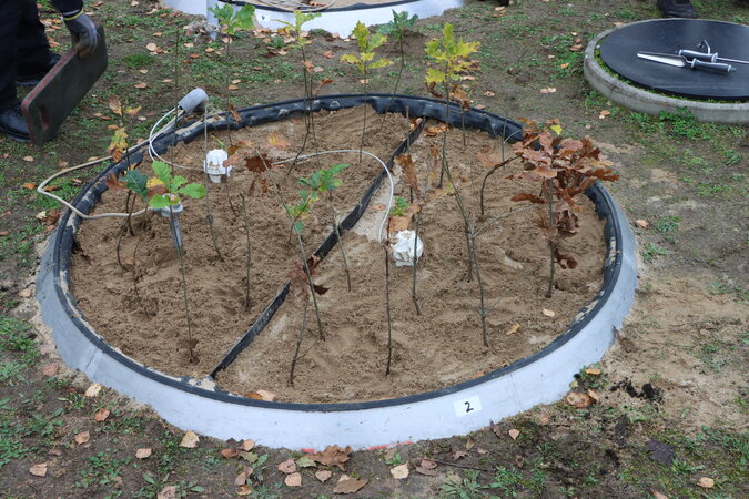 Klicken für eine Vergrösserung Freshly planted seedlings in a lysimeter.