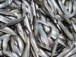 Stock discrimination in Atlantic herring in the North Sea