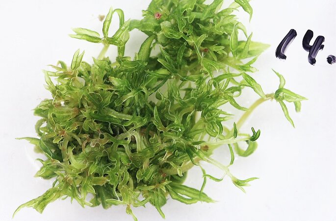 Foto eines Regenerationsbüschel einer Pappel in der in vitro-Kultur