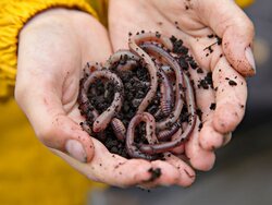 Soil organisms: The universe under our feet