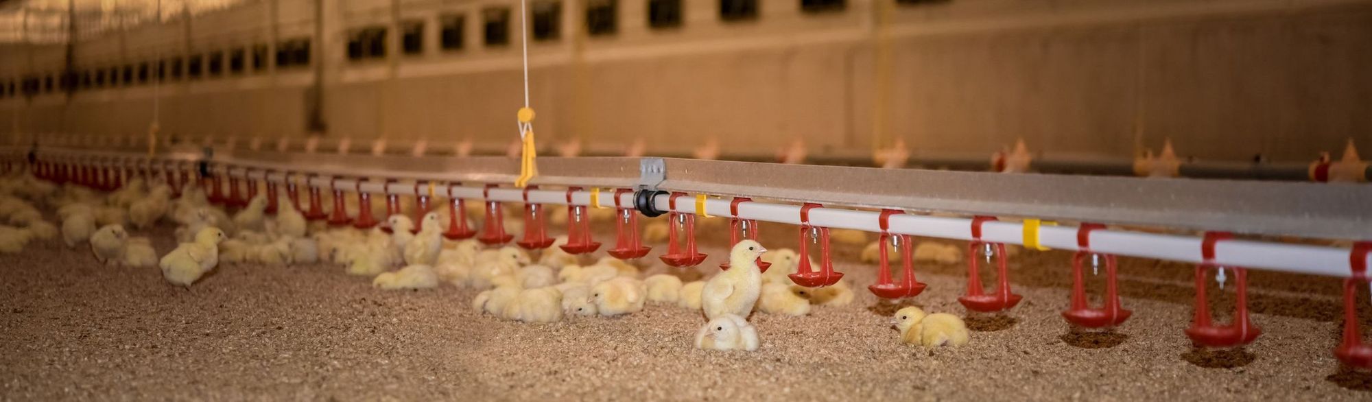 Hühnerküken auf dem Boden mit Einstreu in einem Stall mit Futterspendern