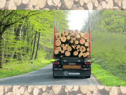 Biokraftstoffe aus holzartiger Biomasse