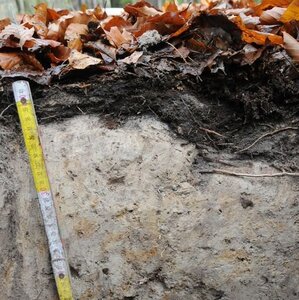 Dead biomass, such as leaf litter, accumulates carbon in forest soils, which is broken down and converted by chemical and biological processes, allowing it to be bound in the short to long term.