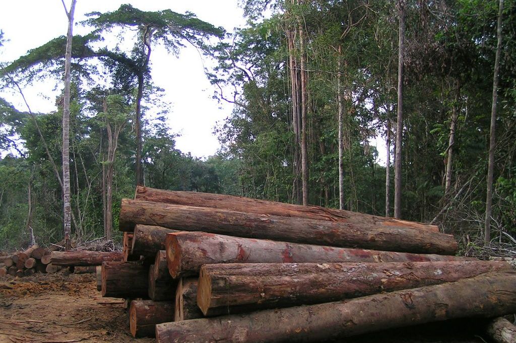 Tropical forest with felled trees