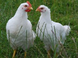 Tastversuch Saatwicken