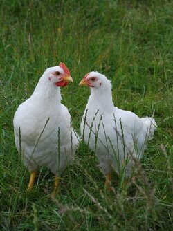 Tentative test with germinated vetch seeds fed to laying hens
