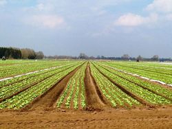 Freiland-Gemüsebau in Deutschland mit hohen Zuwachsraten