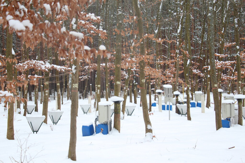 Messeinrichtungen in einem jungen Buchenbestand im Schnee. Messeinrichtungen in einem jungen Buchenbestand im Schnee.