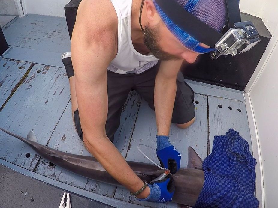 Dr Matthias Schaber from the Thünen Institute of Sea Fisheries attaches a satellite tag to a recently caught tope shark. To calm down the shark and to reduce capture induced stress, the animals eyes are covered with a dark. damp cloth. The tagging experiments will help to better understand the migration and behavioural patterns of this endangered shark species.