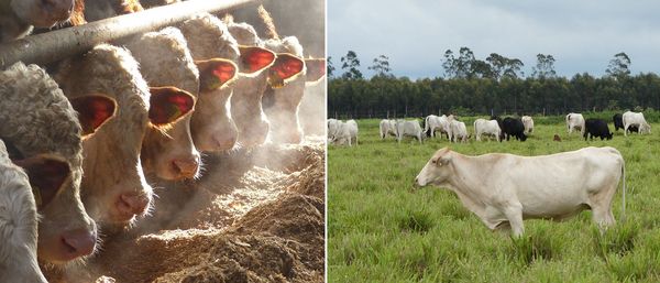 Zwei Bilder zur Rinderhaltung: Links in intensiver Haltung im Stall in Deutschland, rechts auf der Weide in Brasilien.