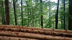 Strategic Strengthening and Promotion of Forest and Wood Research in Germany (Cross-Sectional Project)