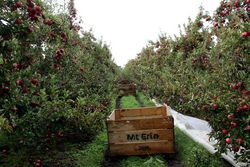 International competitiveness and efficiency in apple production